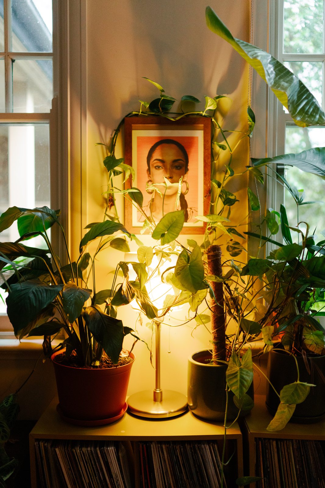 Portrait encadré et plantes, lumière chaude du soir