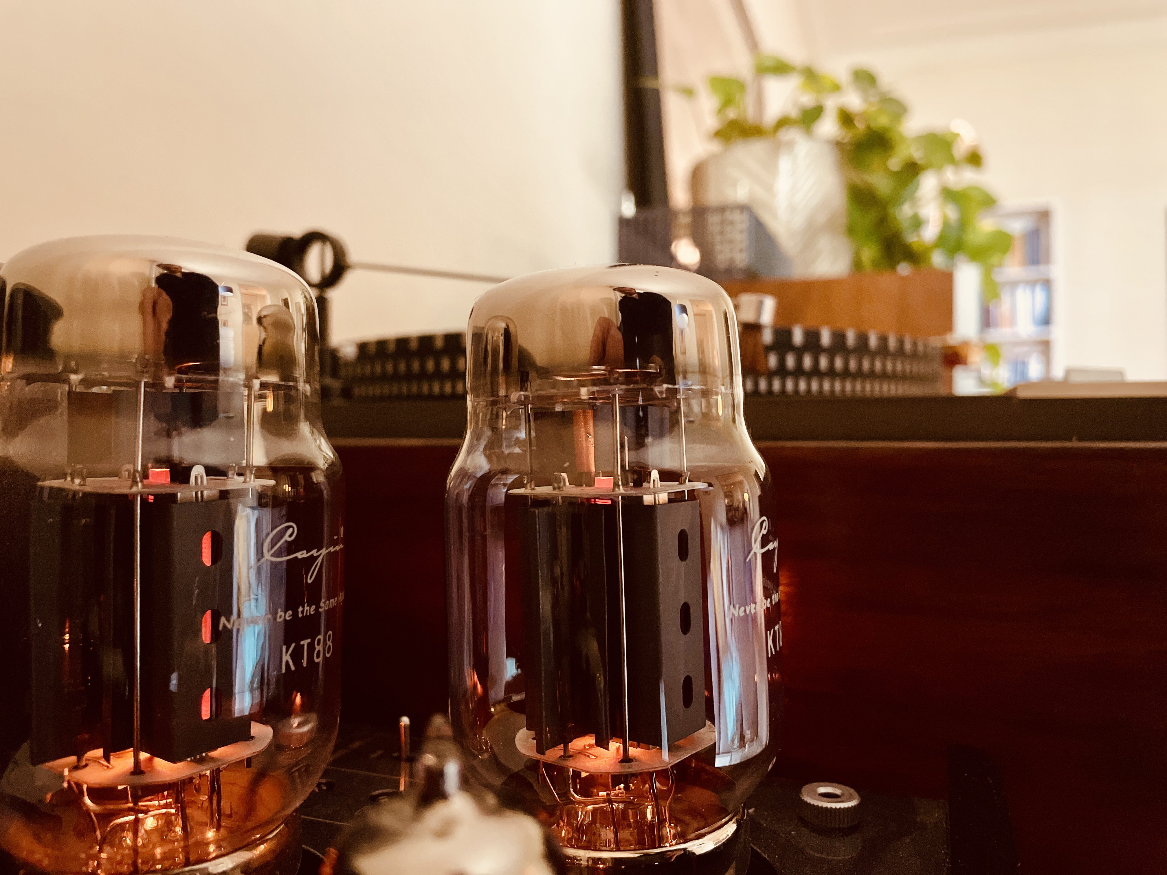 Two KT88 vacuum tubes on an amplifier, warm copper light, plants in the background