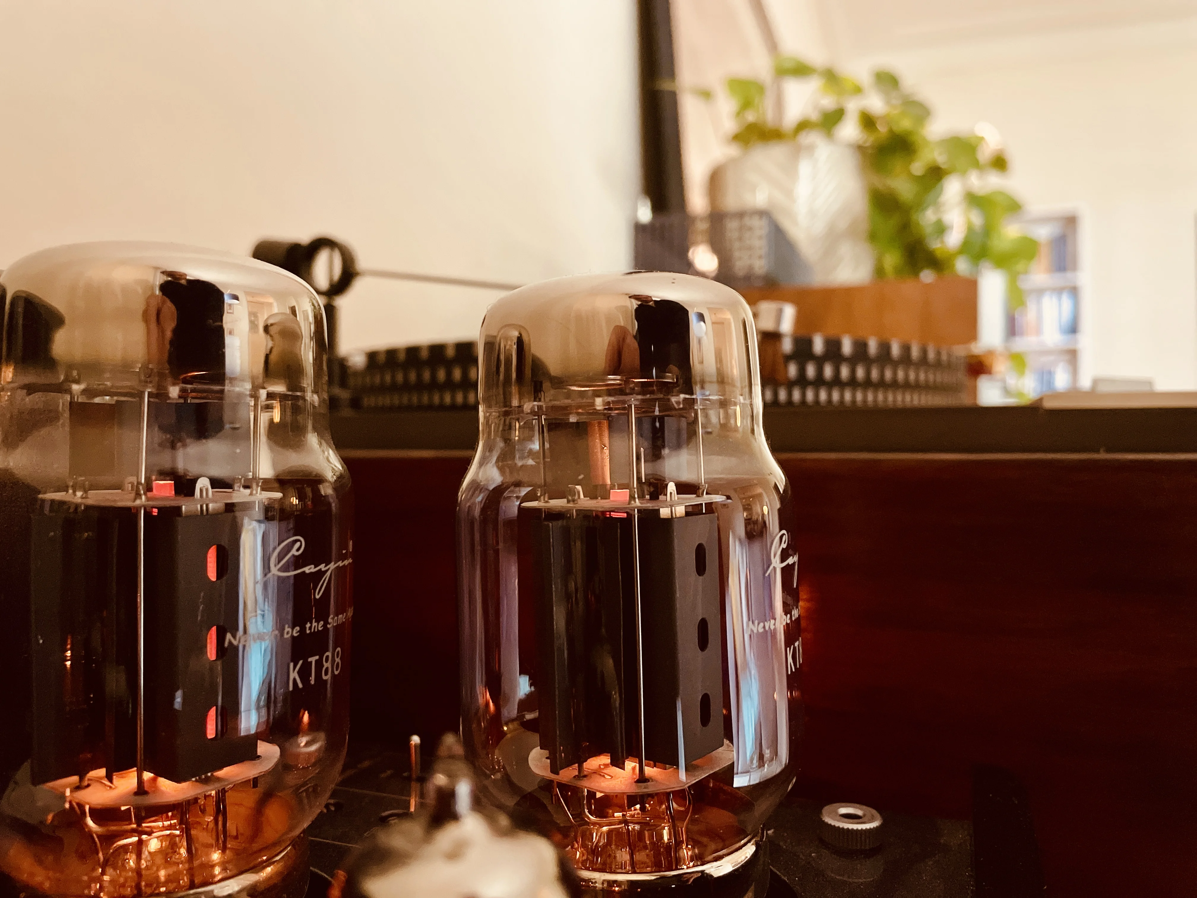 Two KT88 vacuum tubes on an amplifier, warm copper light, plants in the background